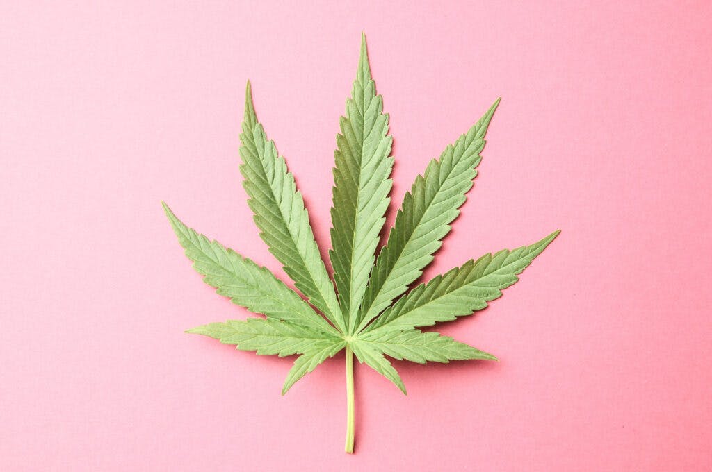 cannabis leaf on pink background